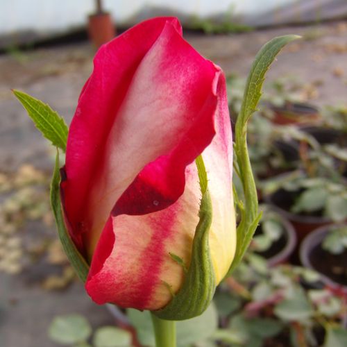 Rosa Renica - roșu - galben - Trandafir copac cu trunchi înalt - cu flori teahibrid - coroană dreaptă